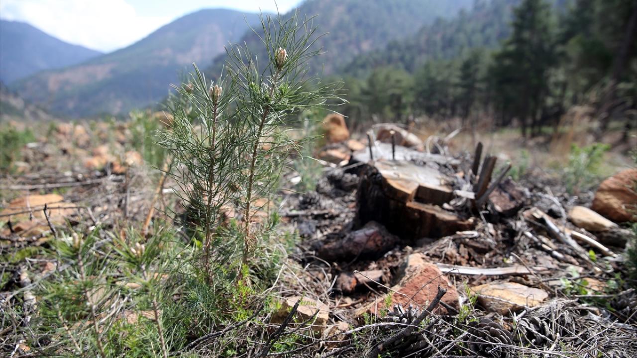 "Ormanlaştırılma sürecini başlattık"