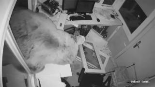 Güvenlik kulübesinin davetsiz misafirleri