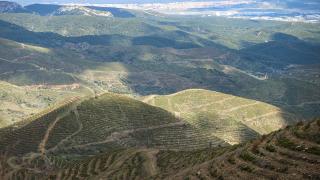 İzmir ve Manisa'da geçen yıl yanan 2 bin 700 hektar ağaçlandırıldı
