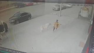 Sokak köpekleri ilkokul öğrencisine saldırdı