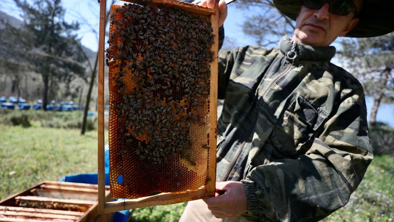 Arıcılık faaliyetinin yerel ırklarla yapılması vurgusu