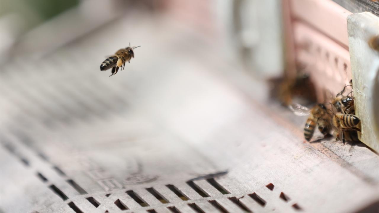 Anadolu ve Kafkas ırkı arılar gözlemlendi