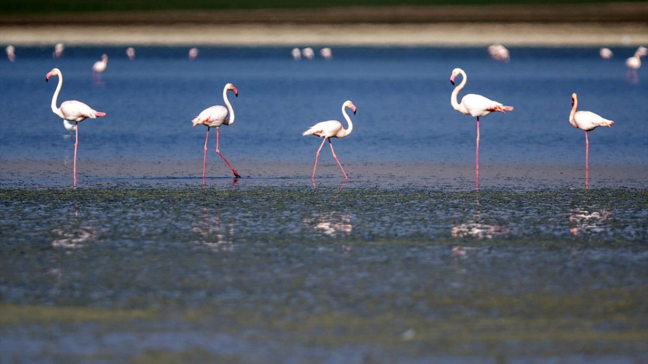 "Flamingolar için çok önemli bir su ve besin kaynağı"