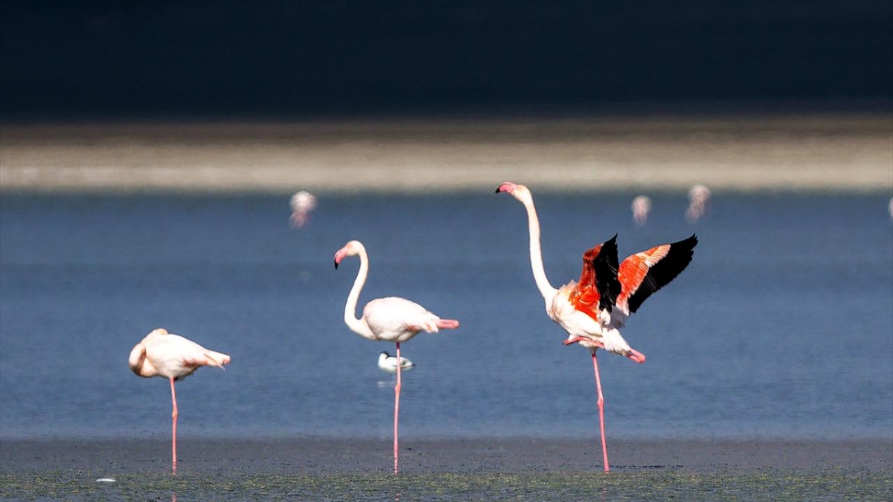 Arıtma tesisi flamingolar ve göl için can suyu oldu