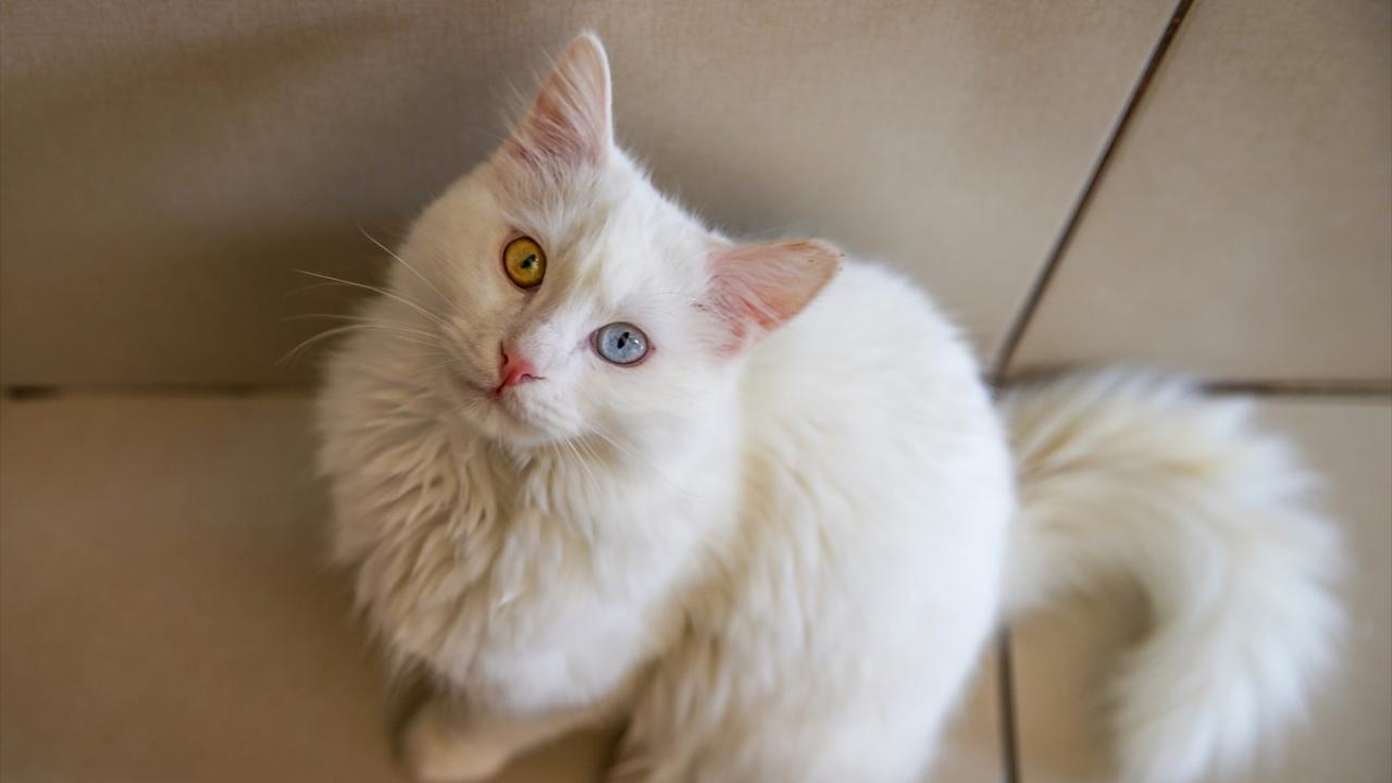 "Amacımız daha kaliteli yavrular elde etmek"