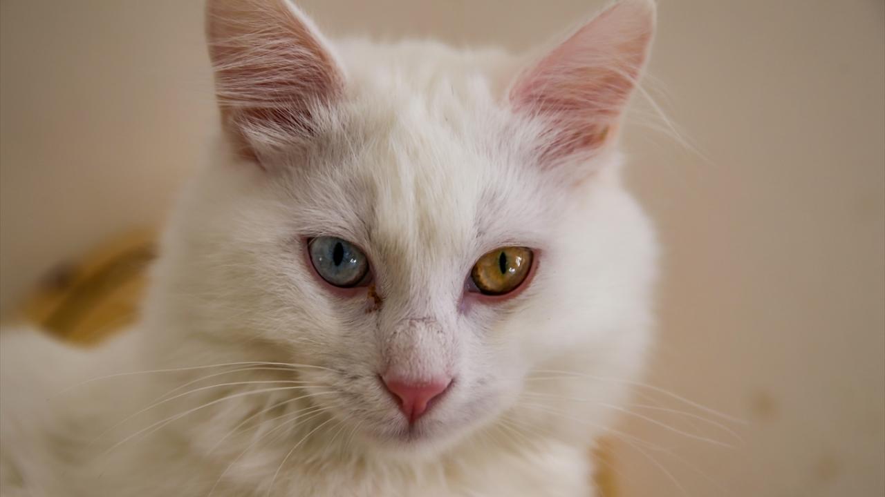 "Burada rastgele hiçbir işlem yapılmıyor"