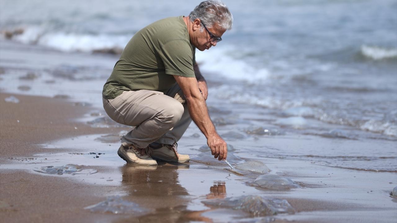 "Popülasyondaki artışın nedeni küresel ısınma"