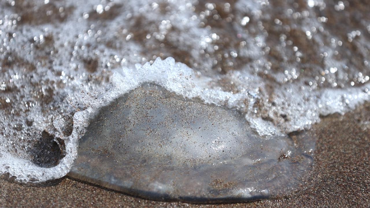"Balıkçıların ağı denizanasıyla doluyor"