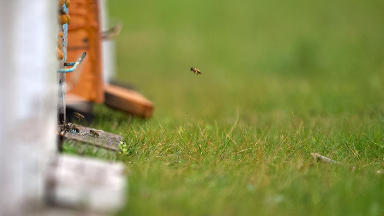Zirai ilaçlar da arı ölümlerine yol açabiliyor