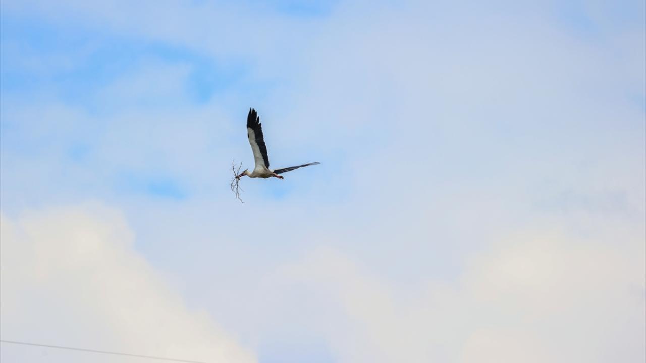 "Leylekler göç etmemeye başladı"