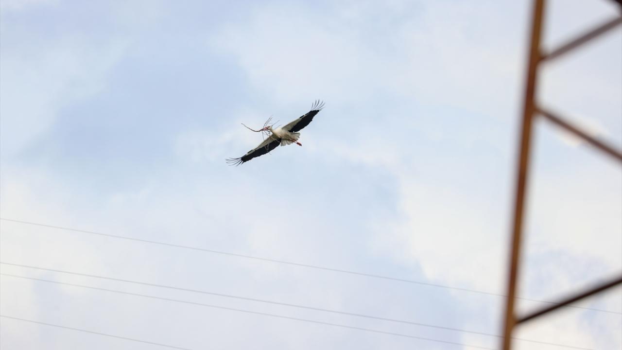 "Leylekler artık yerli tür olarak kabul edilir"