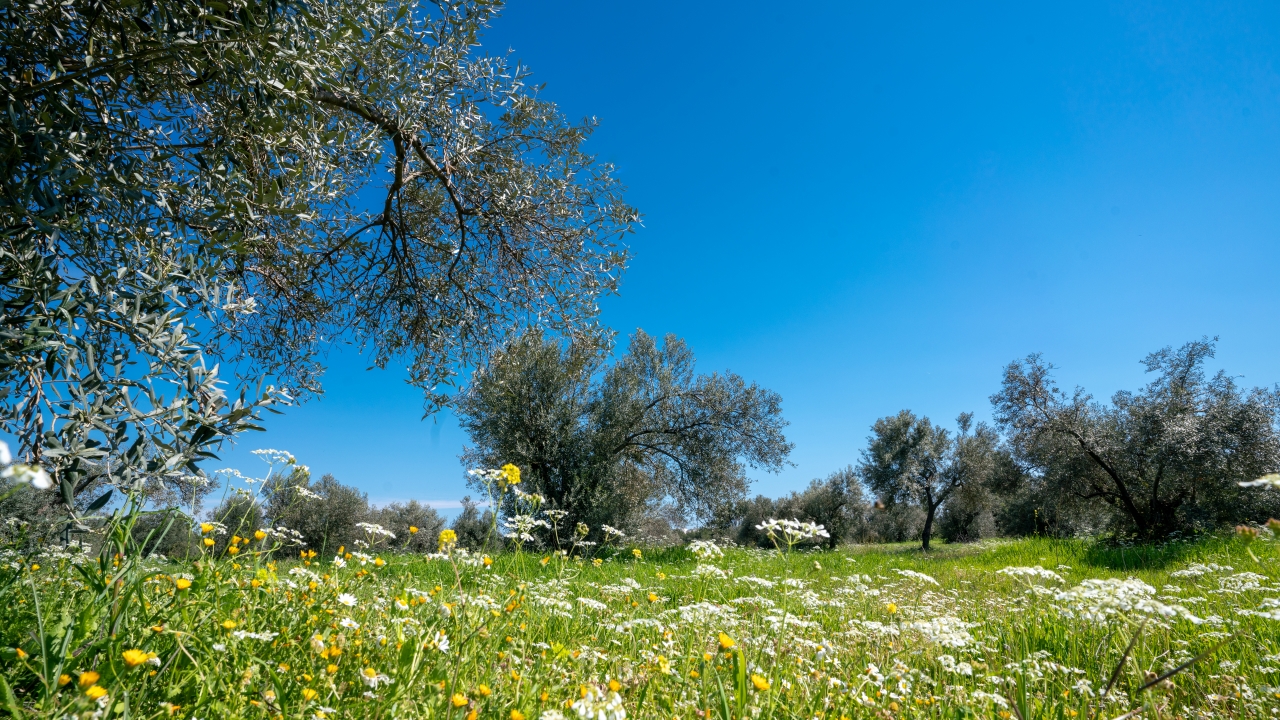 Haber-Fotoğraf: Ali Çilesizoğlu