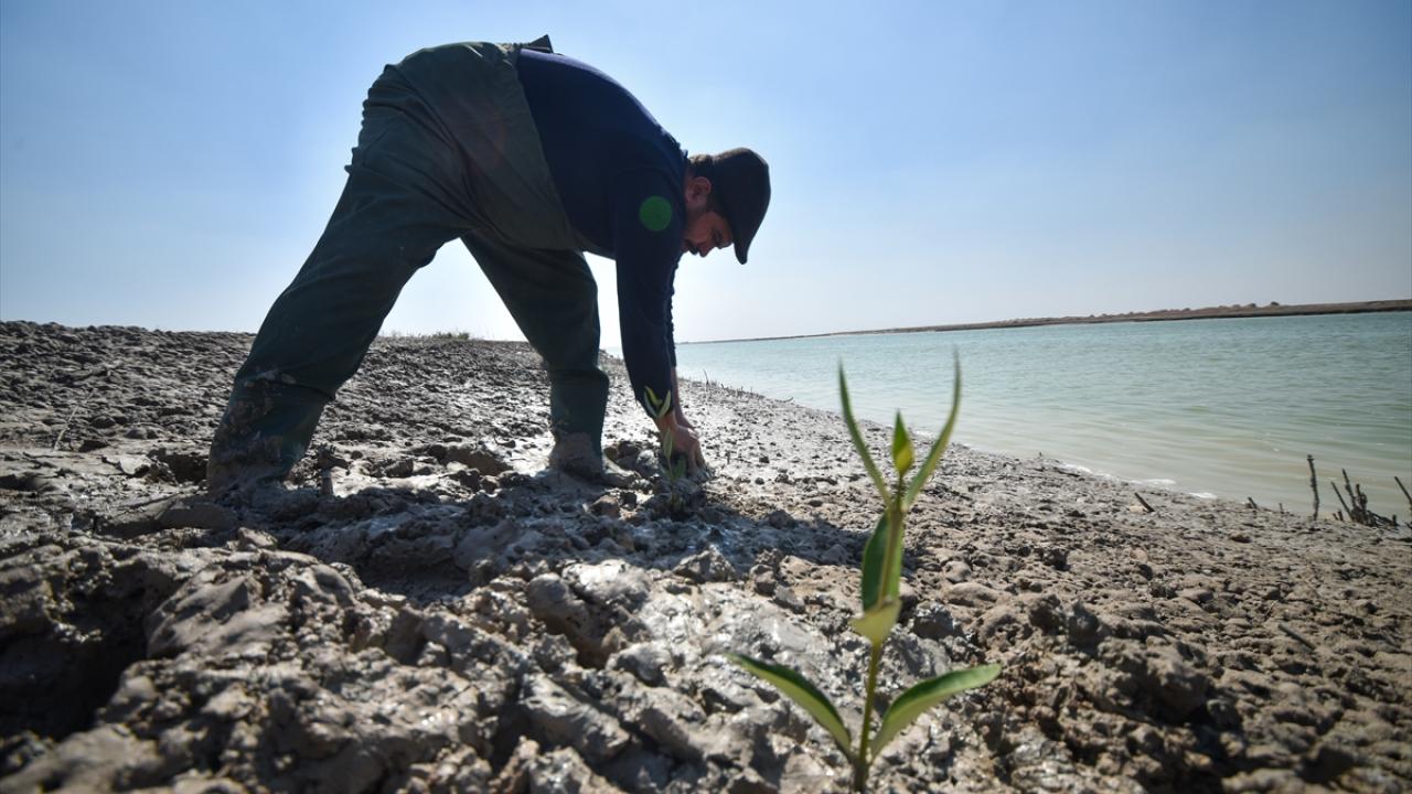 "Hor ez-Zubayr Kanalı`na mangrov fideleri dikmeye devam ediyoruz"