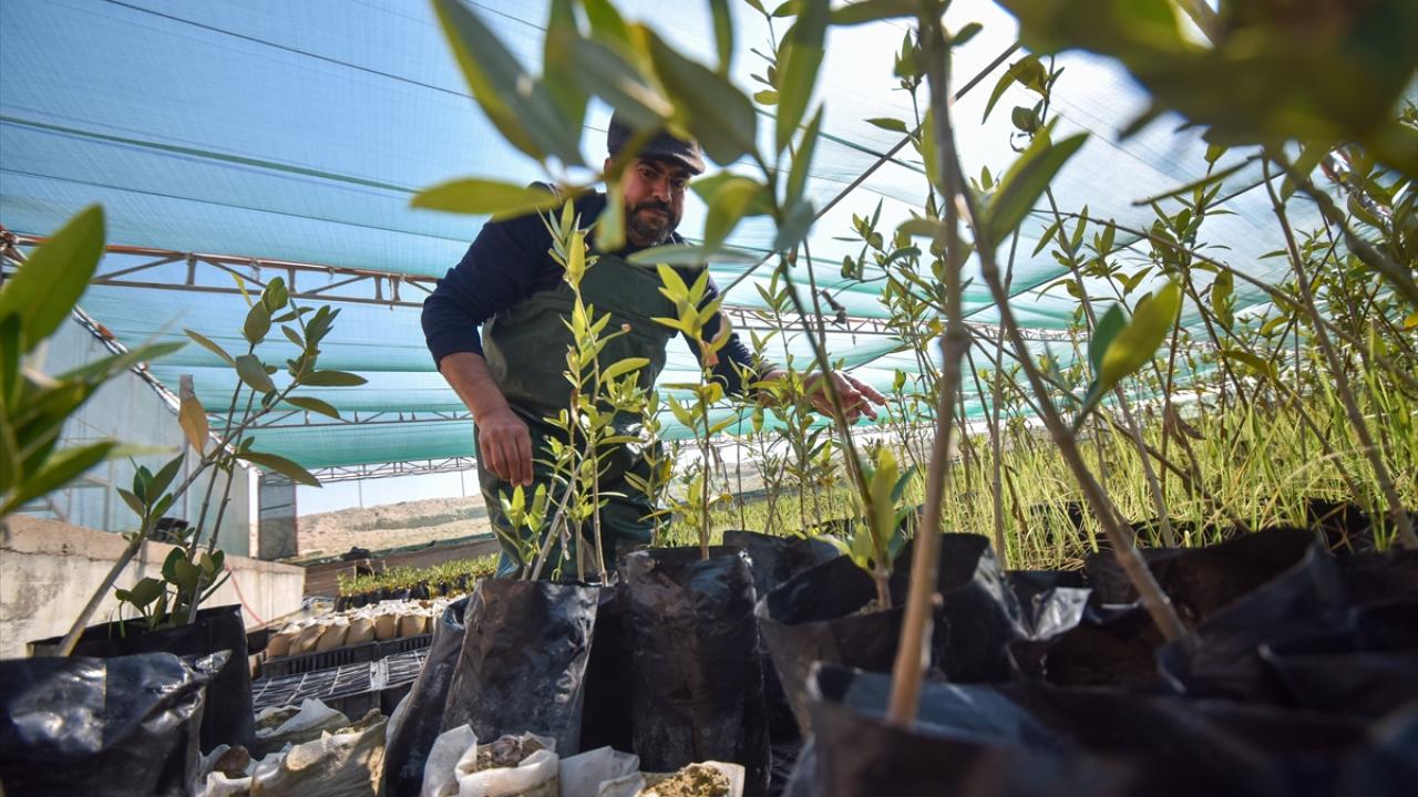 "Mangrov ağaçları Irak`ta tarım alanında devrim yaratabilecek"