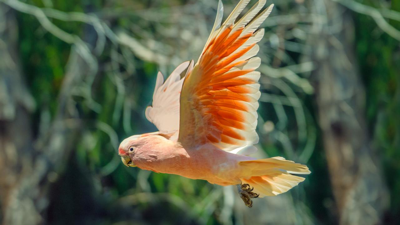 Dünya`nın en uzun yaşayan papağanı: Kakadu Cookie