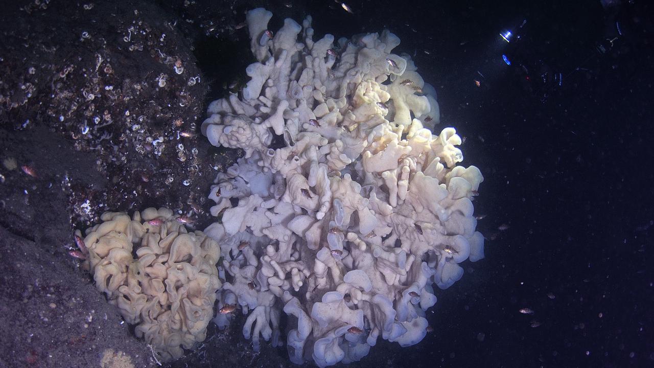 Dünya’nın en uzun yaşayan su canlısı Hexactinellida (Cam Sünger)