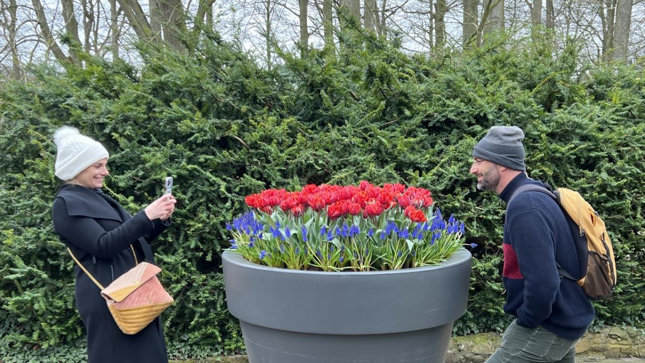 "Lale Hollanda`nın ikonu"