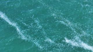 Marmara Denizi’nde denizanası istilası