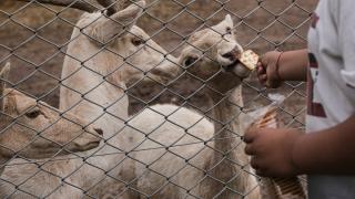 Arjantin'deki Lujan Hayvanat Bahçesi kapanma tehlikesiyle karşı karşıya