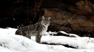 Kafkas vaşağı karlı arazide gündüz avlanırken görüntülendi