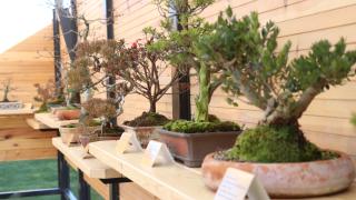 Türkiye'nin ilk "bonsai müzesi" Yalova'da açıldı