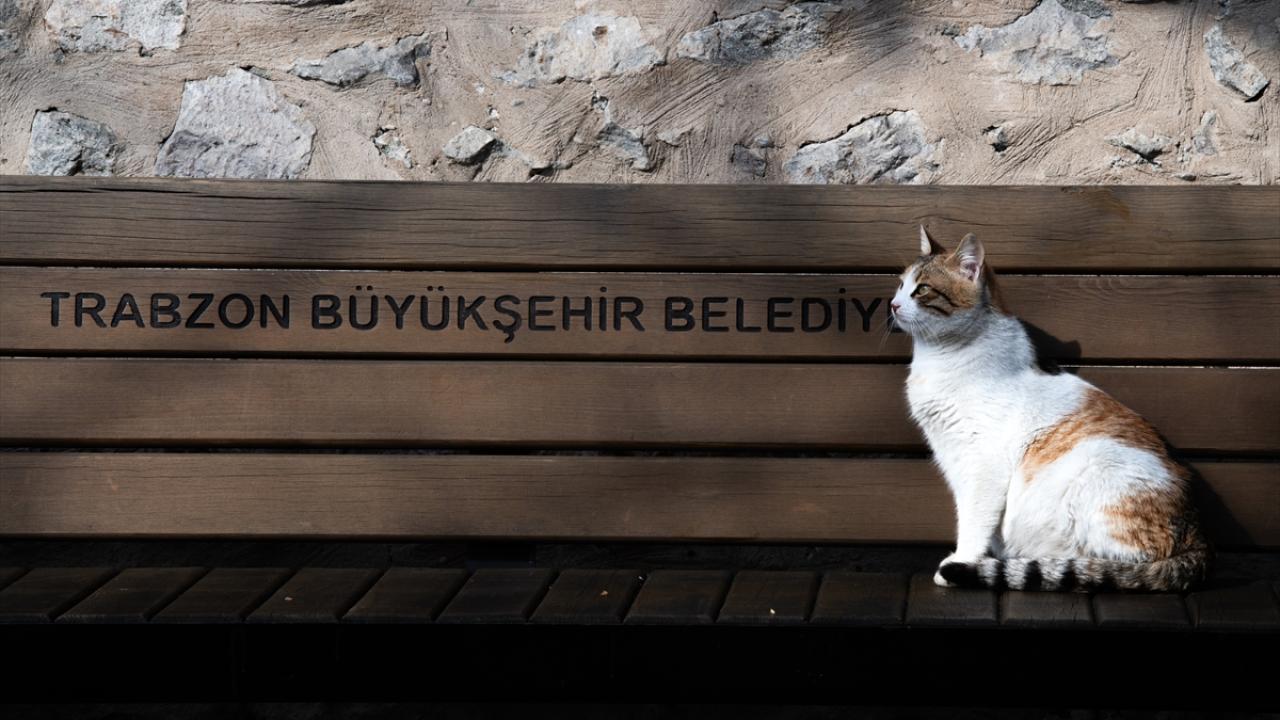 "Bunlar kitapçı İsmail`in kedileri"