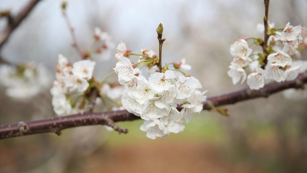 "Hasadın iyi olacağını düşünüyoruz"