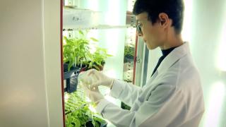 Uzay yolculuğu yapan tohumlar Konya'da toprakla buluştu