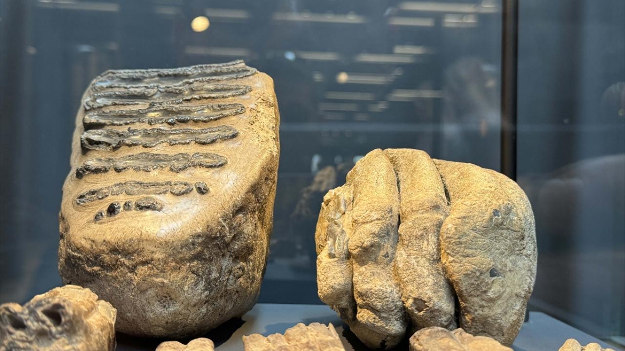 "Aynı yerde çıkan diğer fosiller ise yaban atı"