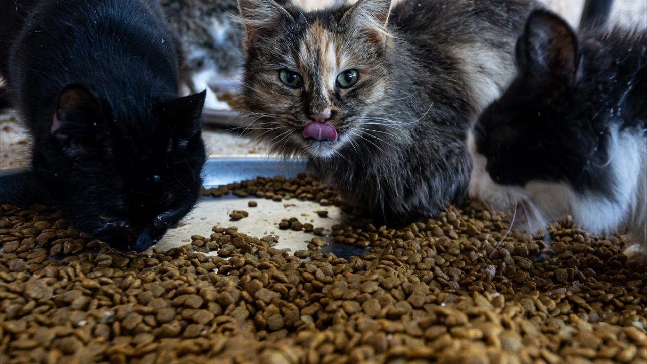 "Kışın sıcak odalarda yazın da bahçede bakımlarını yapıyorum"