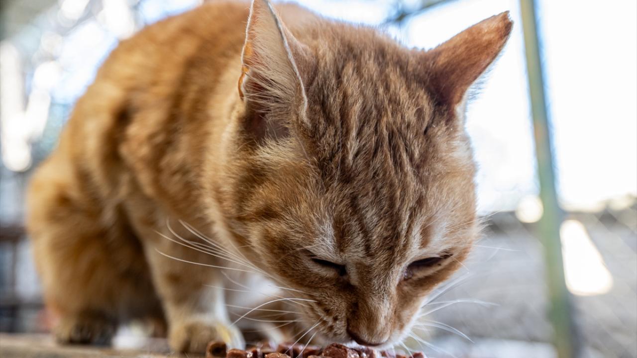"Kedilerim hastalığıma çok iyi geldi"
