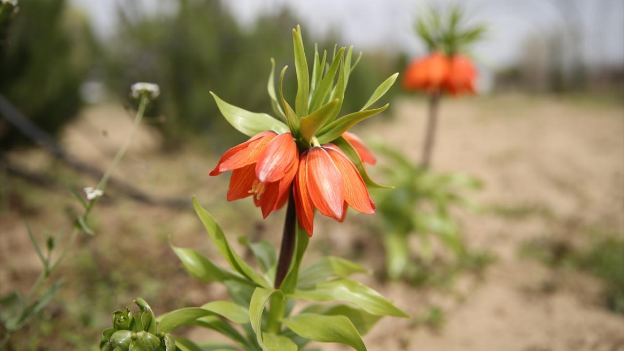 Selimiye`deki ters lalenin anlamları