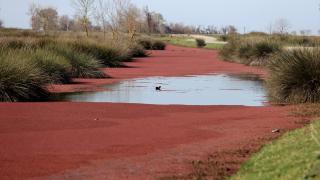 Kızılırmak Deltası'nı kızıl otlar kapladı