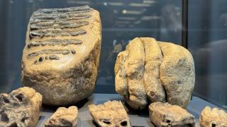 14 yıl önce bulunan mamut fosilleri müzede sergileniyor