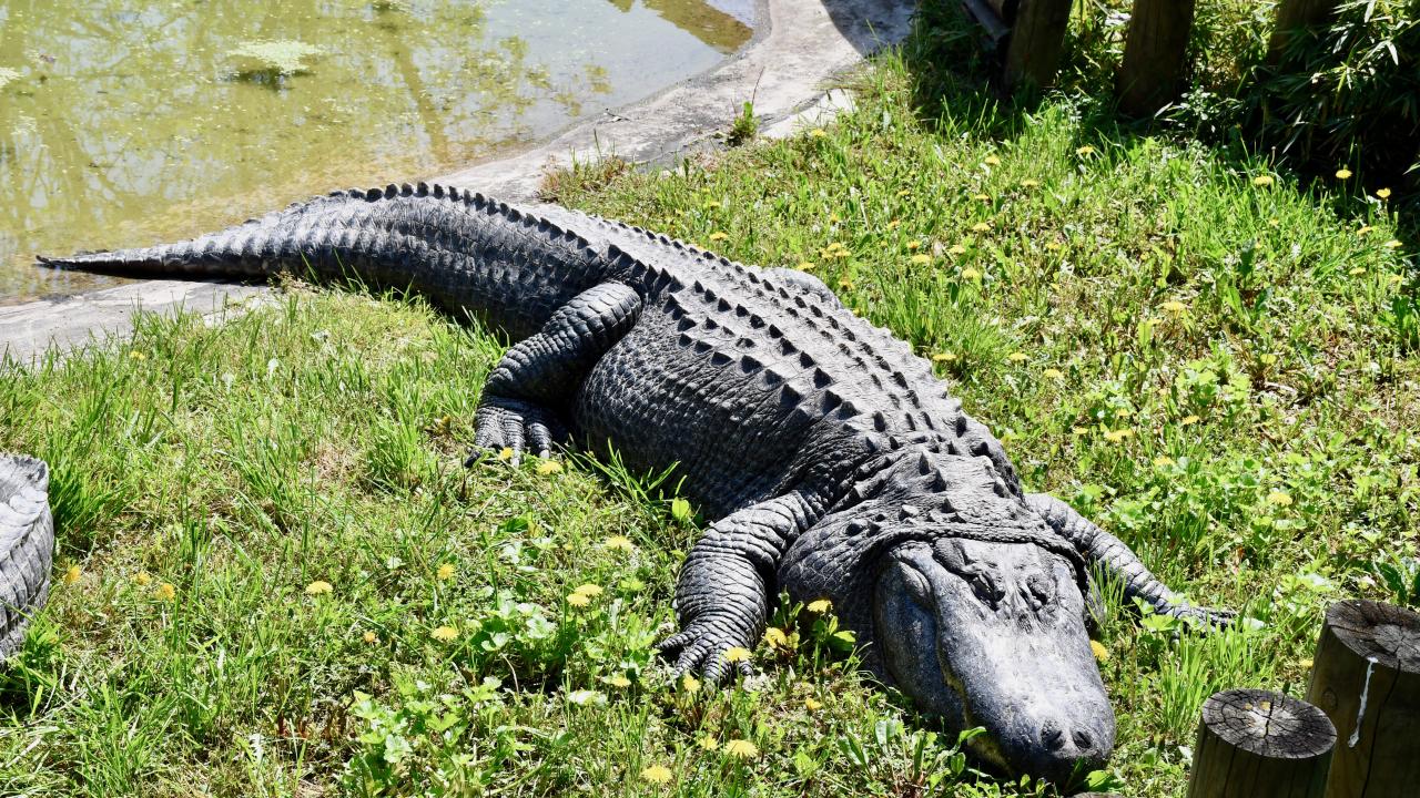 "Canlı besleme etkinleriyle farkındalık sağlamaya çalışıyoruz"
