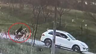 Bursa'da başıboş köpek dehşeti kamerada