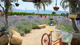 Tarımda yeni akım: Tıbbi ve aromatik bitki yetiştiriciliği