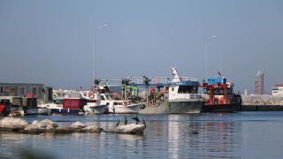 Yalovalı balıkçılar bu yıl da hamsi ile kazanç sağladı