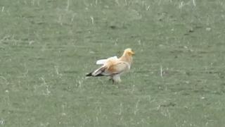 Nesli tükenme tehlikesi altındaki akbaba kamerada