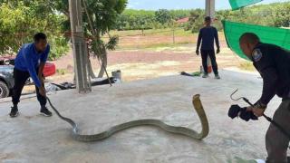 Tayland'da otomobilden 16 kilo ağırlığında zehirli yılan çıktı