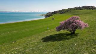 Van Gölü'ne bahar geldi