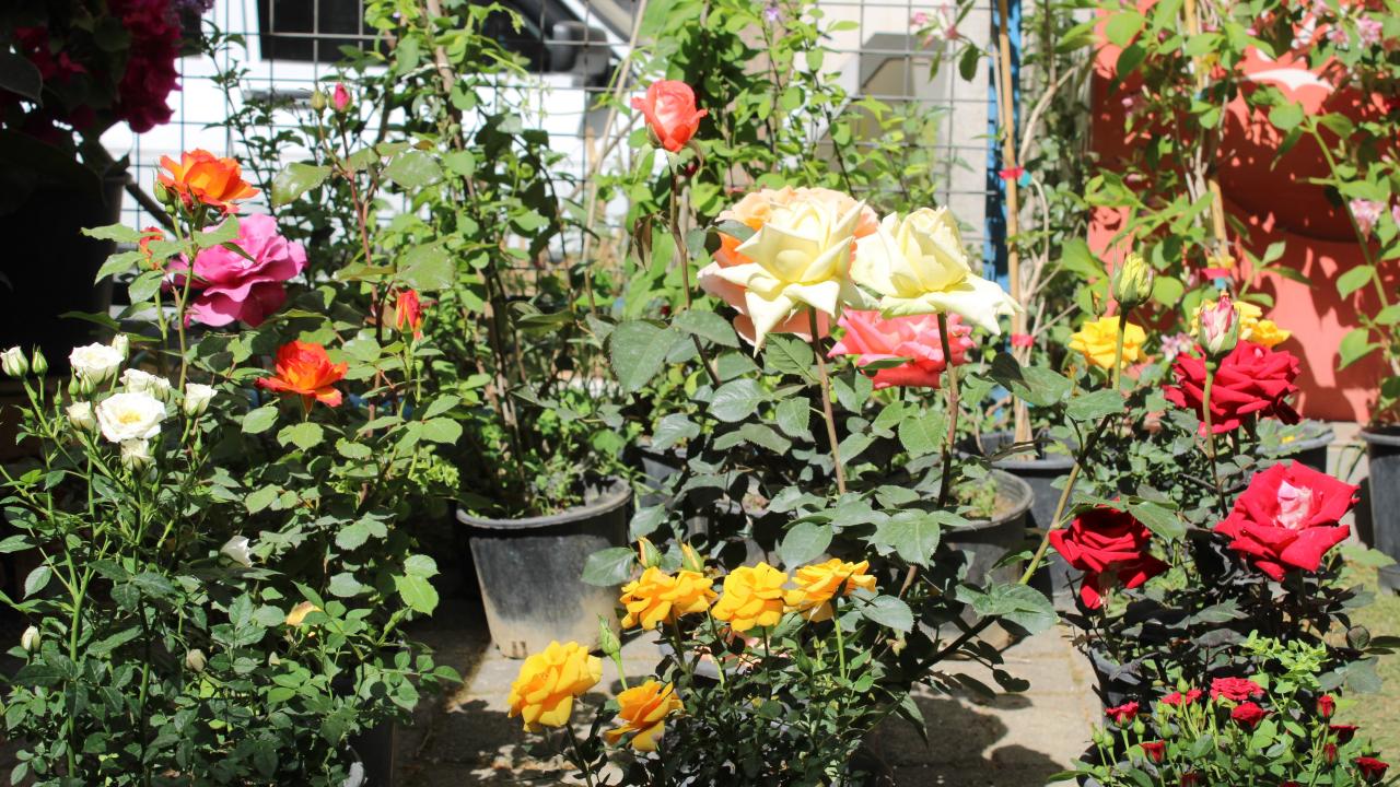 "Bahar geldi, ortalığı şenlendirdik"