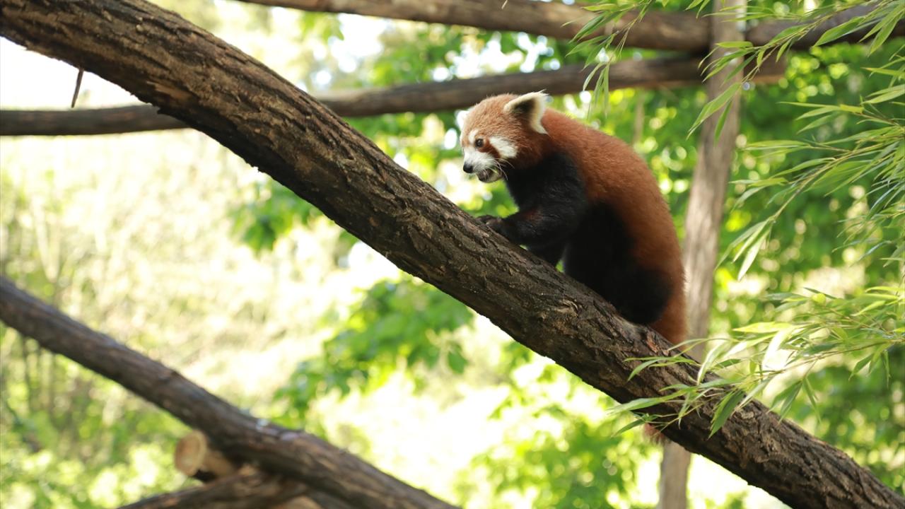 Paris Hayvanat Bahçesi'nde nesli tükenme tehlikesi altındaki Kızıl Panda