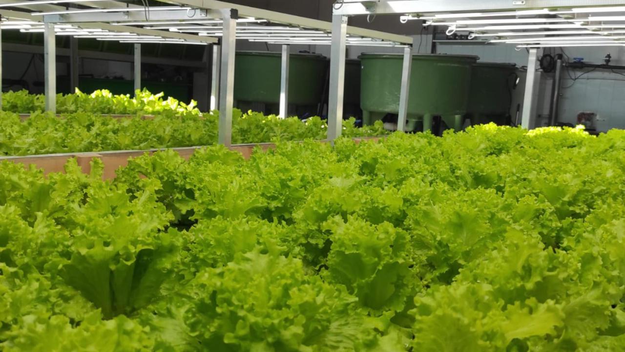 Balık çiftliklerine ek gelir olacak