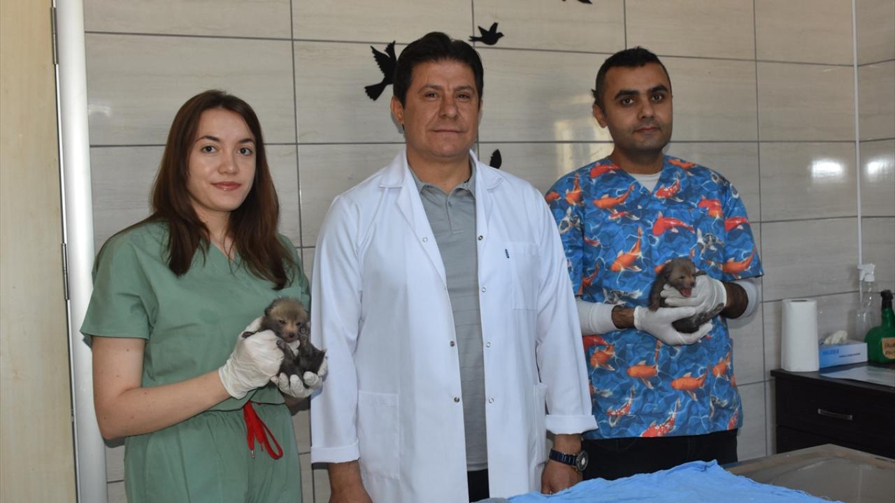 "Genel muayenelerinde tilkilerin bir haftalık olduğunu gördük"