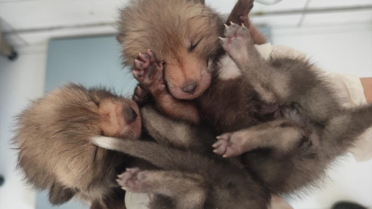 Kızıl tilkilerin insanlara alışmaması için özen gösteriliyor