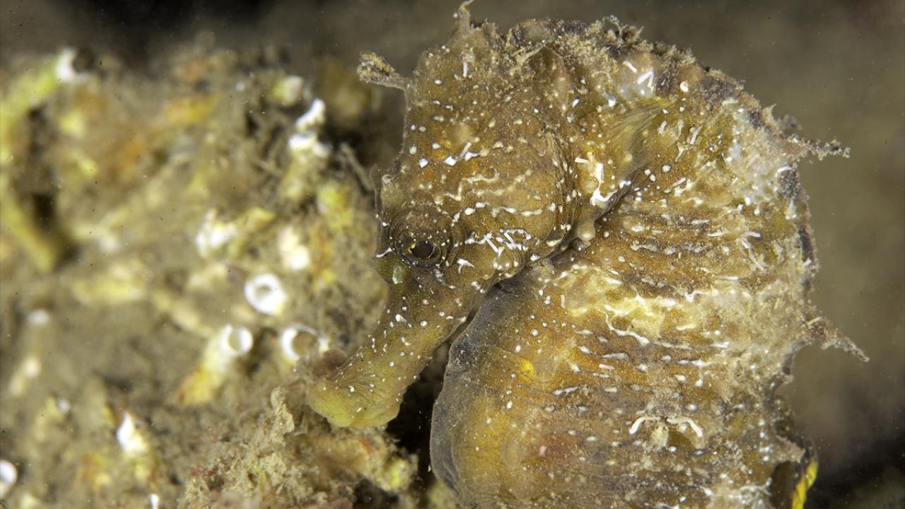 "Dilerim ki gelecek nesillere onları aktarabilme şansımız olur"