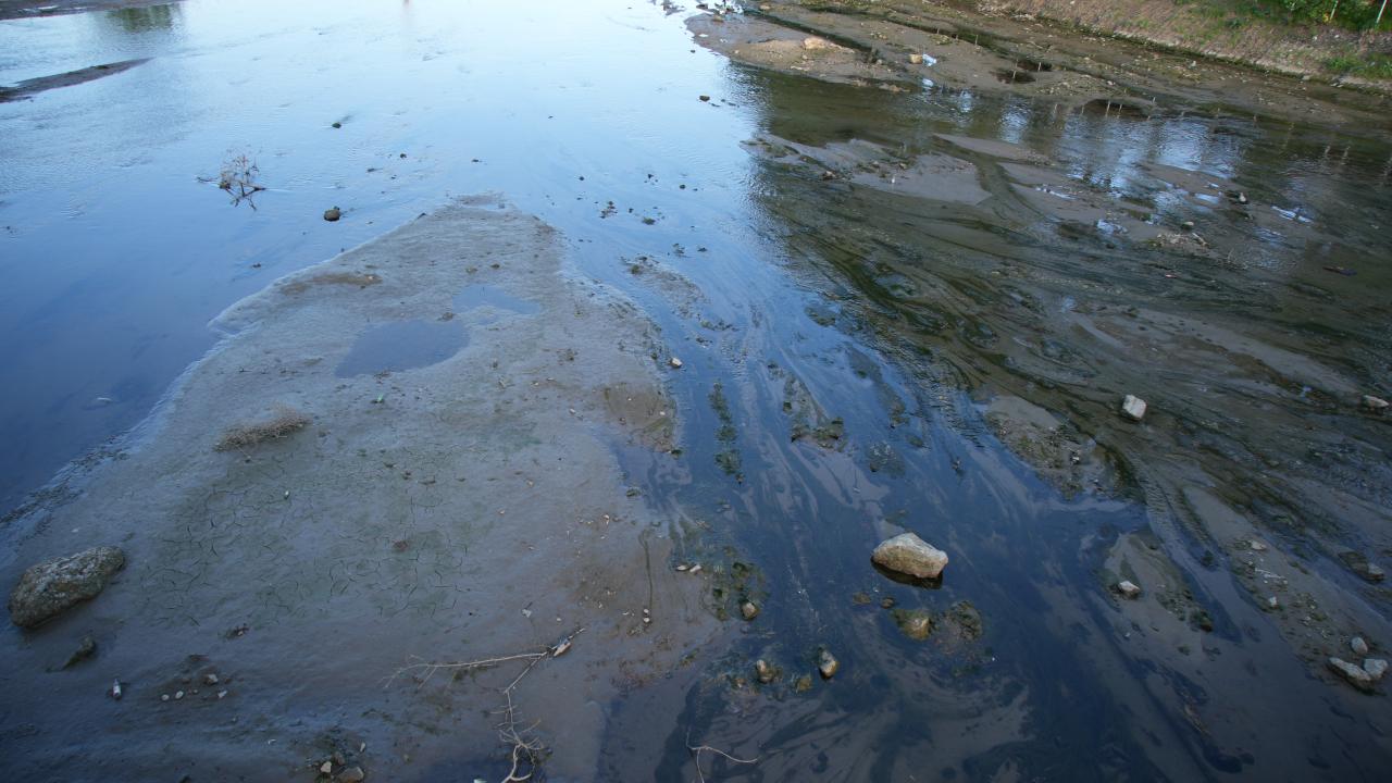 “Canlıların çok zor durumda olduğunu görüyorum”