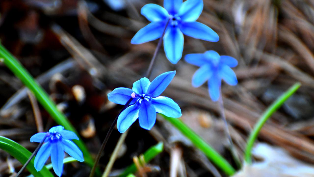 Havaların ısınmasıyla Sarıkamış'ta baharın güzellikleri ortaya çıktı