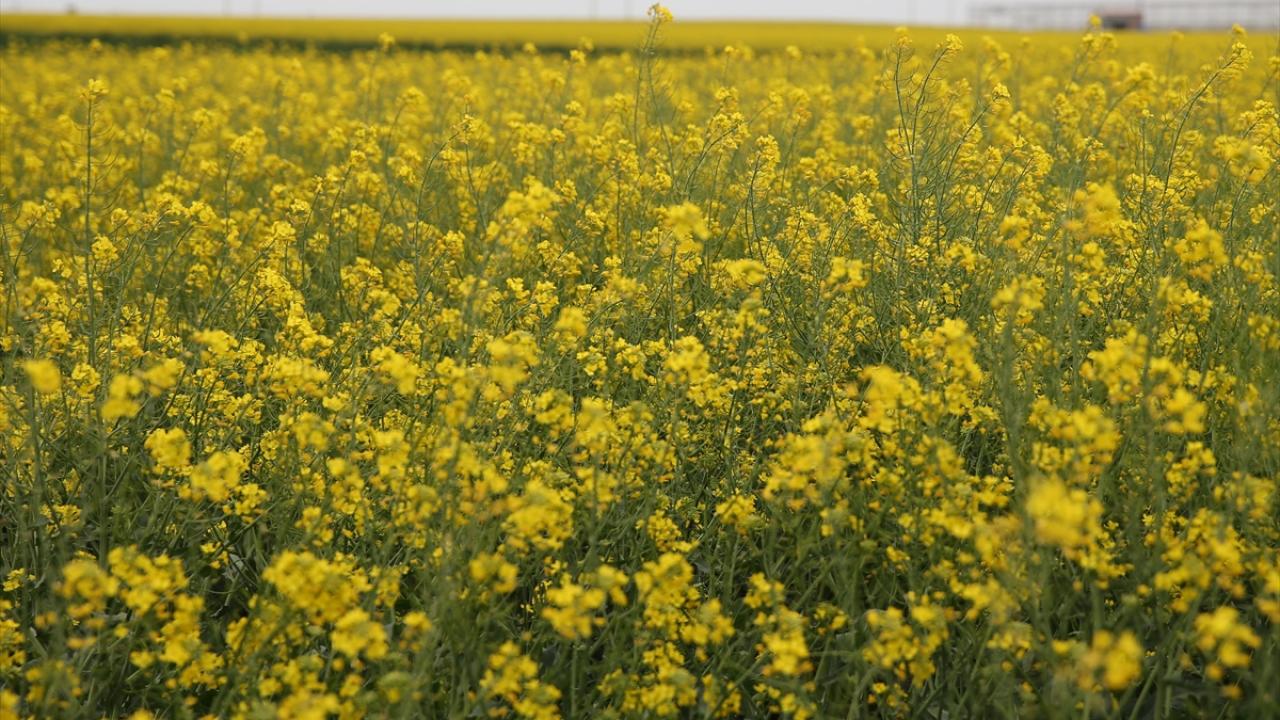 "Ekim alanları azaldı"